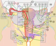 Female reproductive system numbered parts