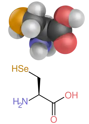 A diagram showing the structure of selenocysteine
