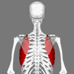 Position of serratus anterior muscle. Scapulae are shown as semi-transparent.
