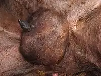 Udder of a Roux du Valais sheep after a healed mastitis; one teat was lost due to the disease.