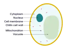 Cross-sectional 2D diagram of a yeast cell