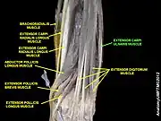 Extensor carpi ulnaris muscle