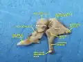 Auditory ossicles. Incus and malleus. Deep dissection.