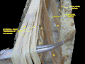 Spinal cord. Spinal membranes and nerve roots. Deep dissection. Posterior view.