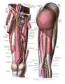 Innervation and blood-supply of the gluteus maximus