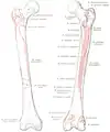 Attachment zone at the femur