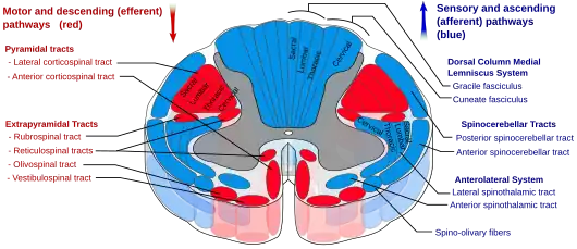 Drawing of cross-section of the spinal cord