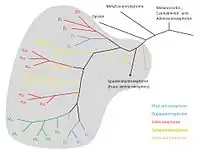 Amine receptor branch of the family tree of G protein-coupled receptors.