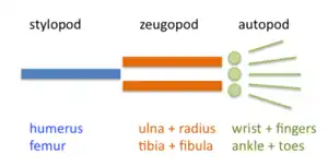 Vertebrate limbs are organized into stylopod, zeugopod, and autopod.