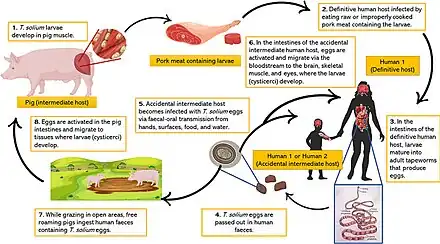  diagram showing life cycle of Taenia solium