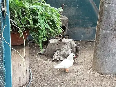 Male Mandarin duck (Aix galericulata) (front)