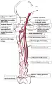 Femoral artery and its major branches - right thigh, anterior view.