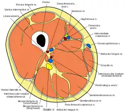 Cross-section through the middle of the thigh.