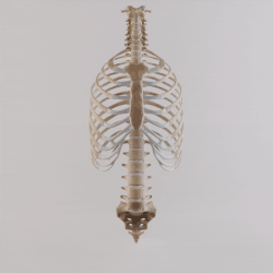 Thoracic cage with spine