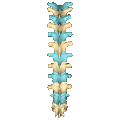 Animation showing the shape of &nbsp;&nbsp; thoracic vertebrae.