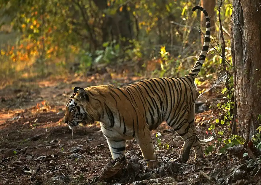 A tiger's penis is aimed backward during urination. Tigers scent-mark their territories with pheromones in urine..mw-parser-output cite.citation{font-style:inherit;word-wrap:break-word}.mw-parser-output .citation q{quotes:"\"""\"""'""'"}.mw-parser-output .citation:target{background-color:rgba(0,127,255,0.133)}.mw-parser-output .id-lock-free.id-lock-free a{background:url("//upload.wikimedia.org/wikipedia/commons/6/65/Lock-green.svg")right 0.1em center/9px no-repeat}.mw-parser-output .id-lock-limited.id-lock-limited a,.mw-parser-output .id-lock-registration.id-lock-registration a{background:url("//upload.wikimedia.org/wikipedia/commons/d/d6/Lock-gray-alt-2.svg")right 0.1em center/9px no-repeat}.mw-parser-output .id-lock-subscription.id-lock-subscription a{background:url("//upload.wikimedia.org/wikipedia/commons/a/aa/Lock-red-alt-2.svg")right 0.1em center/9px no-repeat}.mw-parser-output .cs1-ws-icon a{background:url("//upload.wikimedia.org/wikipedia/commons/4/4c/Wikisource-logo.svg")right 0.1em center/12px no-repeat}body:not(.skin-timeless):not(.skin-minerva) .mw-parser-output .id-lock-free a,body:not(.skin-timeless):not(.skin-minerva) .mw-parser-output .id-lock-limited a,body:not(.skin-timeless):not(.skin-minerva) .mw-parser-output .id-lock-registration a,body:not(.skin-timeless):not(.skin-minerva) .mw-parser-output .id-lock-subscription a,body:not(.skin-timeless):not(.skin-minerva) .mw-parser-output .cs1-ws-icon a{background-size:contain;padding:0 1em 0 0}.mw-parser-output .cs1-code{color:inherit;background:inherit;border:none;padding:inherit}.mw-parser-output .cs1-hidden-error{display:none;color:var(--color-error,#d33)}.mw-parser-output .cs1-visible-error{color:var(--color-error,#d33)}.mw-parser-output .cs1-maint{display:none;color:#085;margin-left:0.3em}.mw-parser-output .cs1-kern-left{padding-left:0.2em}.mw-parser-output .cs1-kern-right{padding-right:0.2em}.mw-parser-output .citation .mw-selflink{font-weight:inherit}@media screen{.mw-parser-output .cs1-format{font-size:95%}html.skin-theme-clientpref-night .mw-parser-output .cs1-maint{color:#18911f}}@media screen and (prefers-color-scheme:dark){html.skin-theme-clientpref-os .mw-parser-output .cs1-maint{color:#18911f}}Watson, Lyall (2000-04-17). Jacobson's Organ: And the Remarkable Nature of Smell. W. W. Norton & Company. ISBN&nbsp;978-0-393-24493-9.