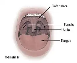 Illustration of an open mouth, including the tonsils