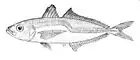 Greenback horse mackerel