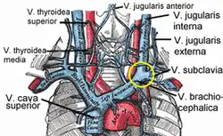 The venæ cavæ and azygos veins, with their tributaries.