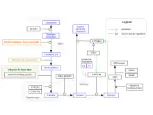 Vitamin D metabolism pathway