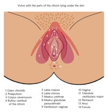 Clitoral bulbs under the labia and on both sides of the vaginal entrance