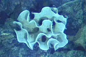 The xenophyophore, another single-celled foraminiferan, lives in abyssal zones. It has a giant shell up to 20&nbsp;cm across.