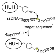 A diagram of HUH endonuclease binding to single-stranded DNA.