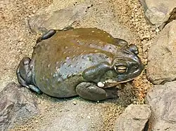 The Colorado River toad (Bufo alvarius) secretes bufotenin and 5-MeO-DMT from its parotoid glands
