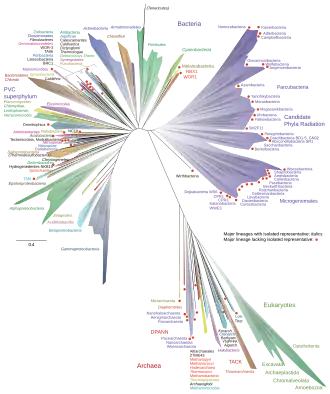 A 2016 metagenomic representation of the tree of life, unrooted, using ribosomal protein sequences. Bacteria are at top (left and right); Archaea at bottom; Eukaryotes in green at bottom right.