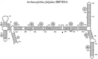 Archaeal SRP RNA Archaeoglobus fulgidus
