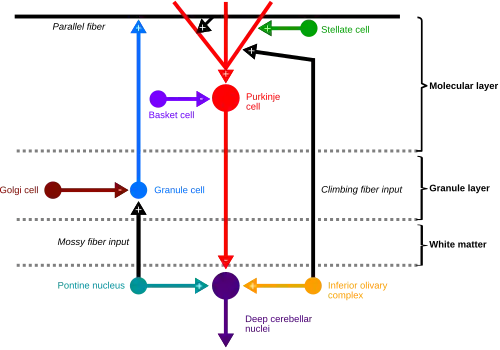 Cartoon representation of the neural connections that exist between the different types of neurons in the cerebellar cortex. Including Purkinje cells, granule cells and interneurons.