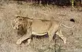 The black tuft of fur at the end of this Asiatic lion's tail is difficult to explain as an evolutionary vestige, or adaptation. Yet it occurs in all lions.