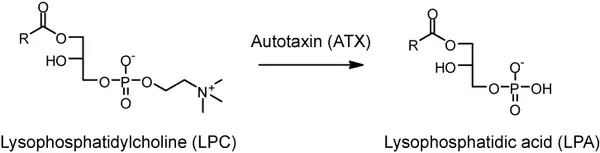 Production of LPA by Autotaxin