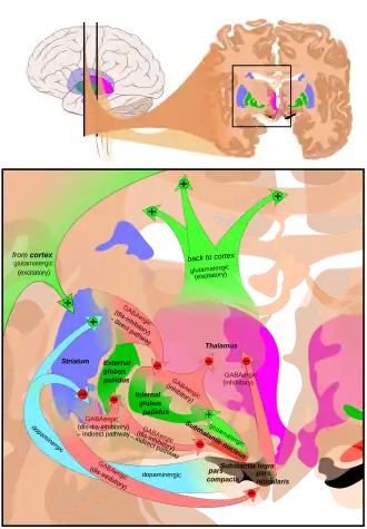 At the top, a line drawing of a side view of the human brain, with a cross section pulled out showing the basal ganglia structures in color near the center.  At the bottom an expanded line drawing of the basal ganglia structures, showing outlines of each structure and broad arrows for their connection pathways.
