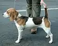 For the Beagle tricolor Genotype sp sp is the first colour in the breed standard.