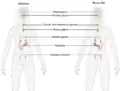 Female endocrine system