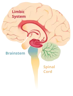 Alternative text, Limbic system of the brain