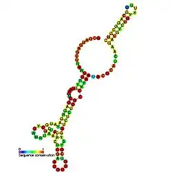BsrF: Secondary structure taken from the Rfam database. Family RF01411