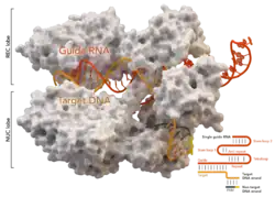 Cas9 Structure