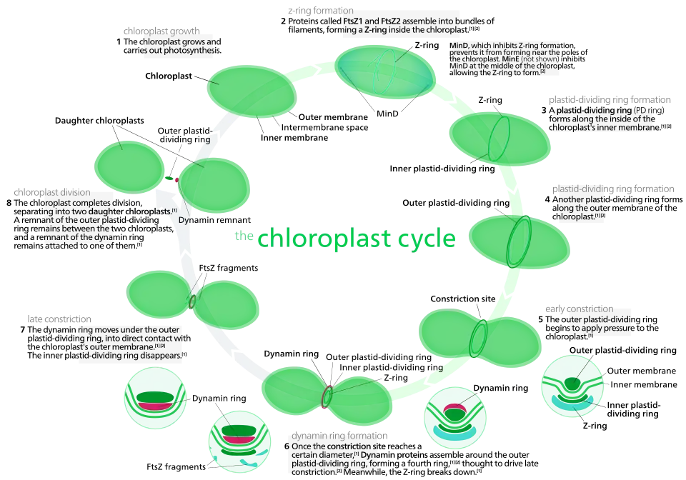Most chloroplasts in plant cells, and all chloroplasts in algae arise from chloroplast division. Picture references,