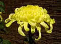 Chrysanthemum flowers, which contain pyrethrin