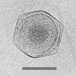 Cryo-EM image of the CroV giant marine virus(scale bar represents 200 nm)