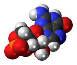 Space-filling model of the cyclic guanosine monophosphate anion
