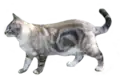 Black blotched tabby (lynx) point cat