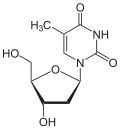 Chemical structure of thymidine
