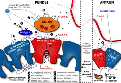 Determinants of Gastric Acid Secretion