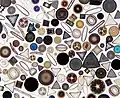 Diatoms are responsible for a big portion of the oxygen produced worldwide
