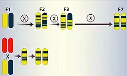 Double haploidy vs classical hybrid
