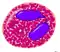 Eosinophil