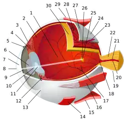 1:posterior segment 2:ora serrata 3:ciliary muscle 4:ciliary zonules 5:Schlemm's canal 6:pupil 7:anterior chamber 8:cornea 9:iris 10:lens cortex 11:lens nucleus 12:ciliary process 13:conjunctiva 14:inferior oblique muscule 15:inferior rectus muscule 16:medial rectus muscle 17:retinal arteries and veins 18:optic disc 19:dura mater 20:central retinal artery 21:central retinal vein 22:optic nerve 23:vorticose vein 24:bulbar sheath 25:macula 26:fovea 27:sclera 28:choroid 29:superior rectus muscle 30:retina